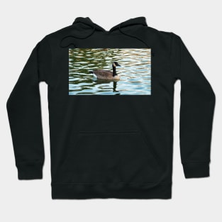 Canada Goose Swimming In The Water. Hoodie